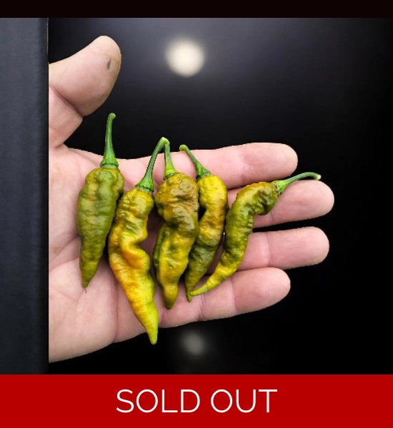 BBM x Faddas White  Mustard (f5) -> (f6) 10+seeds